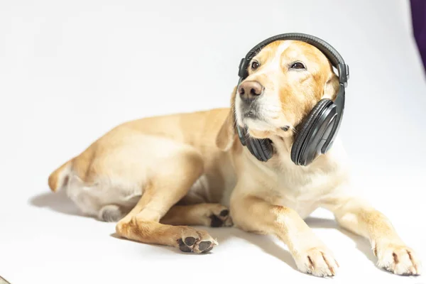 Спаниель Собака Золотого Цвета Наушниках Слушающая Музыку — стоковое фото