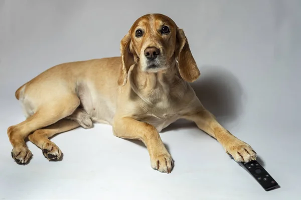 A spaniel dog of golden color in earphones listening to music