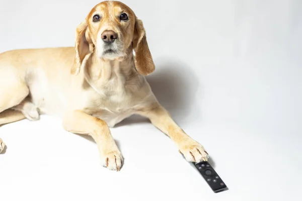 A spaniel dog of golden color in earphones listening to music