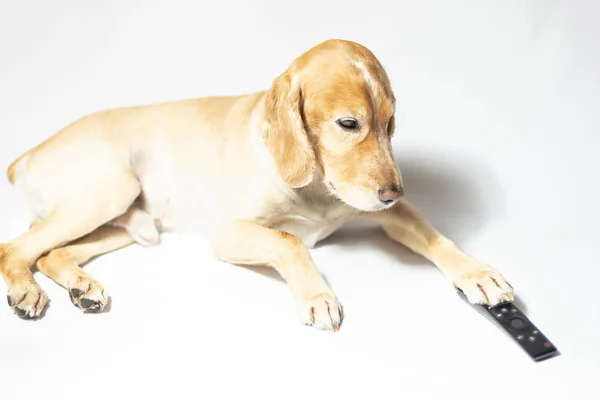 Perro Spaniel Color Dorado Auriculares Escuchando Música — Foto de Stock