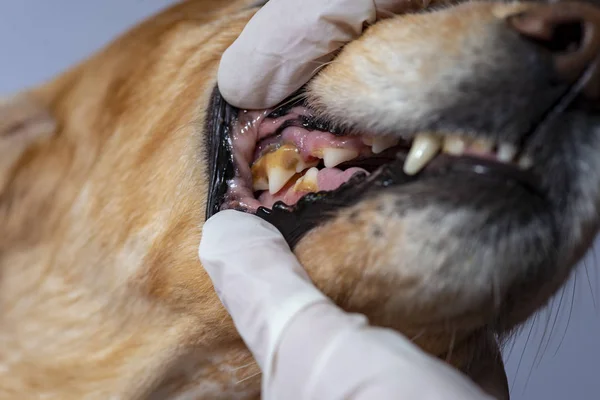 犬の歯科疾患 歯科用石 — ストック写真