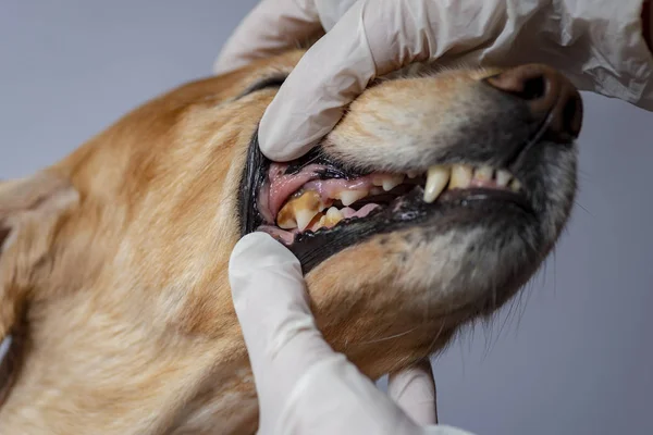 dental disease in a dog, dental stone