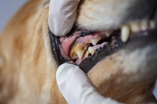 dental disease in a dog, dental stone