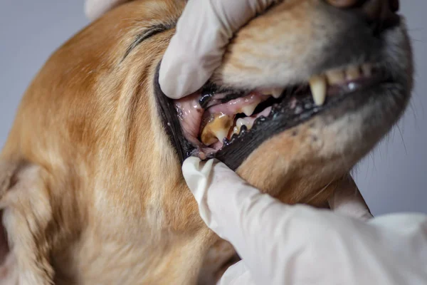 犬の歯科疾患 歯科用石 — ストック写真