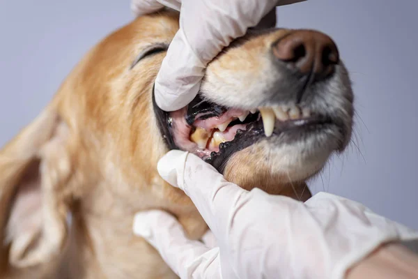 bir köpek diş hastalığı, diş taşı