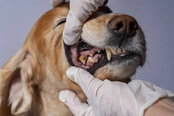 bir köpek diş hastalığı, diş taşı