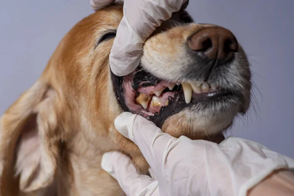 dental disease in a dog, dental stone