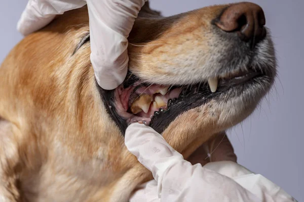 dental disease in a dog, dental stone