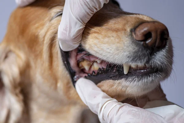 Стоматологічні Захворювання Собаки Стоматологічний Камінь — стокове фото