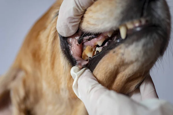 dental disease in a dog, dental stone