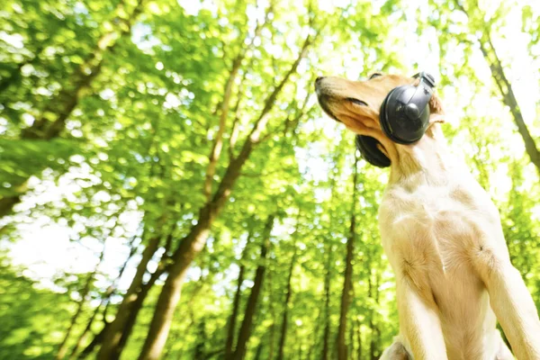 Golden Spaniel Raza Perro Con Auriculares — Foto de Stock