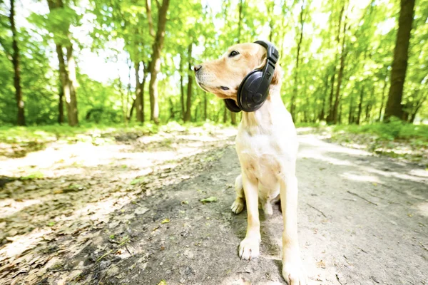 Golden Spaniel Dog Breed Headphones — Stock Photo, Image