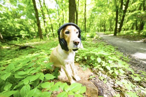 Golden Spaniel Hund Rasen Med Hörlurar — Stockfoto