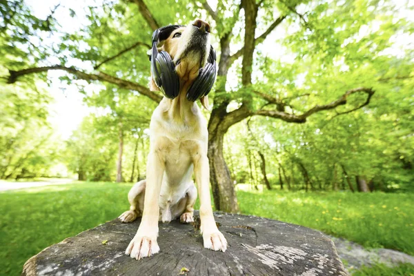 Golden Spaniel Hund Rasen Med Hörlurar — Stockfoto