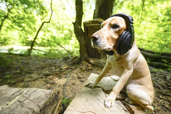 Golden Spaniel Dog Breed Headphones — Stock Photo, Image