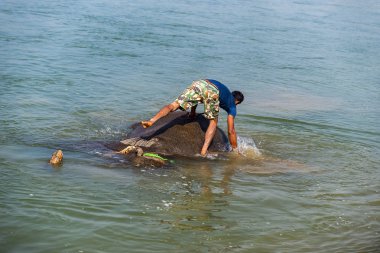 Çiçekte uğur böceği, papatya çiçeğinde uğur böceği