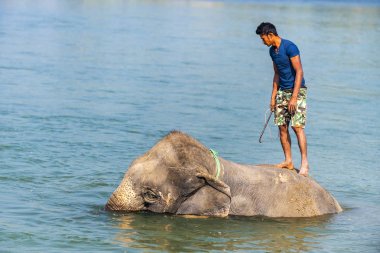 Çiçekte uğur böceği, papatya çiçeğinde uğur böceği