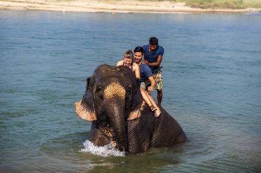 Çiçekte uğur böceği, papatya çiçeğinde uğur böceği