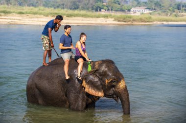 Çiçekte uğur böceği, papatya çiçeğinde uğur böceği