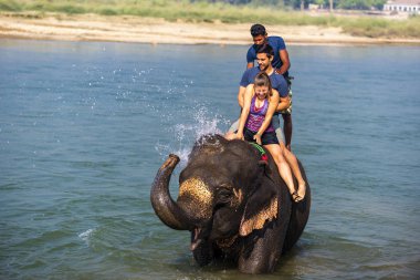 Çiçekte uğur böceği, papatya çiçeğinde uğur böceği