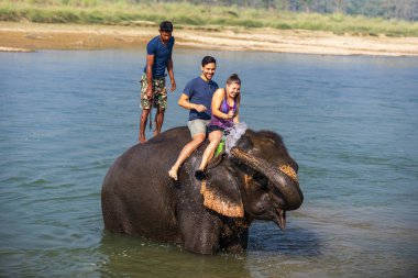 Çiçekte uğur böceği, papatya çiçeğinde uğur böceği