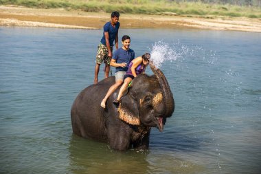 Çiçekte uğur böceği, papatya çiçeğinde uğur böceği