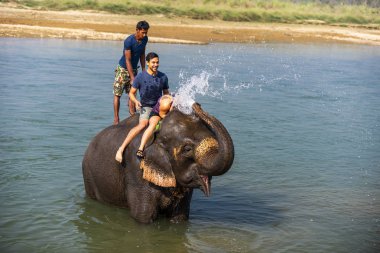 Çiçekte uğur böceği, papatya çiçeğinde uğur böceği