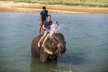 Çiçekte uğur böceği, papatya çiçeğinde uğur böceği