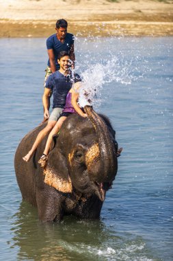 Çiçekte uğur böceği, papatya çiçeğinde uğur böceği