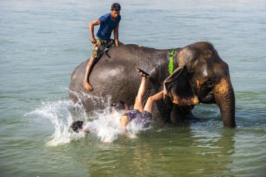 Çiçekte uğur böceği, papatya çiçeğinde uğur böceği