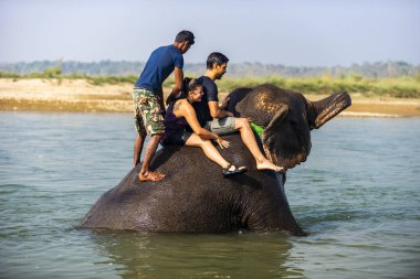 Çiçekte uğur böceği, papatya çiçeğinde uğur böceği