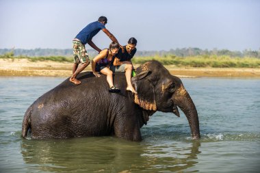 Çiçekte uğur böceği, papatya çiçeğinde uğur böceği