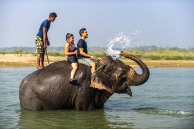 Çiçekte uğur böceği, papatya çiçeğinde uğur böceği