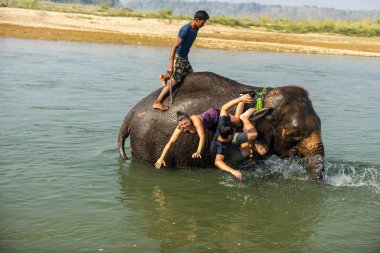 Çiçekte uğur böceği, papatya çiçeğinde uğur böceği