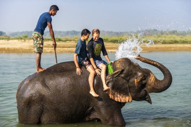 Çiçekte uğur böceği, papatya çiçeğinde uğur böceği