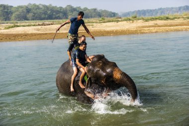 Çiçekte uğur böceği, papatya çiçeğinde uğur böceği