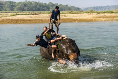 Çiçekte uğur böceği, papatya çiçeğinde uğur böceği
