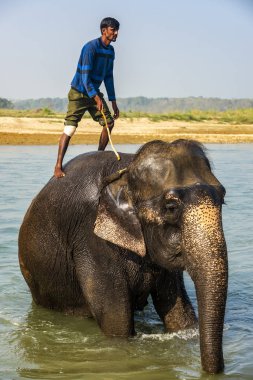Çiçekte uğur böceği, papatya çiçeğinde uğur böceği