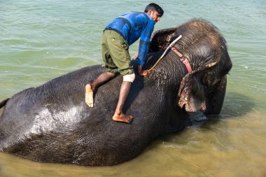 Çiçekte uğur böceği, papatya çiçeğinde uğur böceği