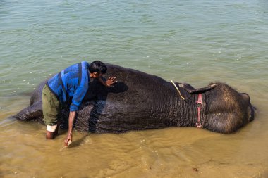 Çiçekte uğur böceği, papatya çiçeğinde uğur böceği