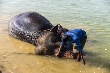 Çiçekte uğur böceği, papatya çiçeğinde uğur böceği