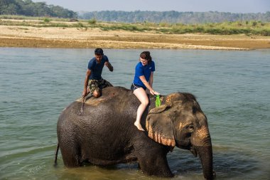 Çiçekte uğur böceği, papatya çiçeğinde uğur böceği