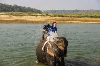 Çiçekte uğur böceği, papatya çiçeğinde uğur böceği