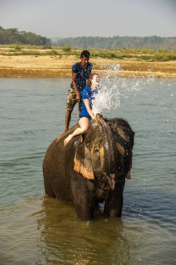 Çiçekte uğur böceği, papatya çiçeğinde uğur böceği