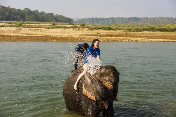 Çiçekte uğur böceği, papatya çiçeğinde uğur böceği