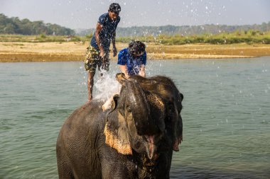 Çiçekte uğur böceği, papatya çiçeğinde uğur böceği