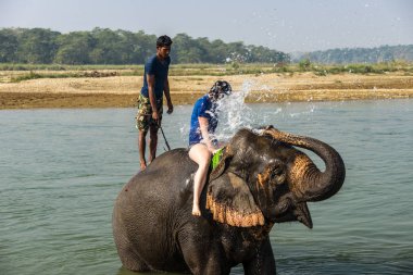 Çiçekte uğur böceği, papatya çiçeğinde uğur böceği