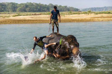 Çiçekte uğur böceği, papatya çiçeğinde uğur böceği