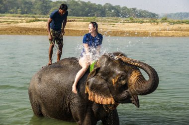 Çiçekte uğur böceği, papatya çiçeğinde uğur böceği