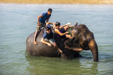 Çiçekte uğur böceği, papatya çiçeğinde uğur böceği
